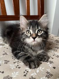 Gatti Siberiani Black Tabby