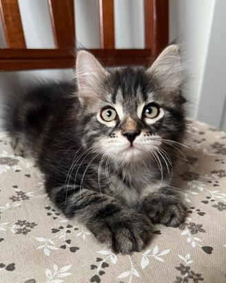 Gatti Siberiani Black Tabby