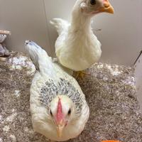 Coppia gallo e gallina