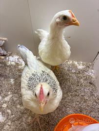 Coppia gallo e gallina
