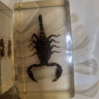 lotto insetti incapsulati in resina da collezione 