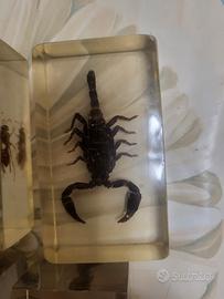 lotto insetti incapsulati in resina da collezione 