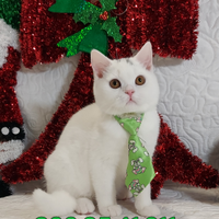 British Shorthair Memo