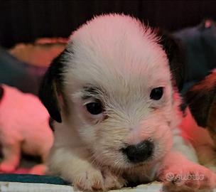 Jack russel vaccinati sverminati e con pedigree