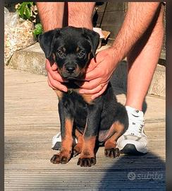 Rottweiler cucciolo femmina