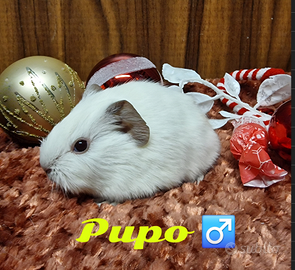 Cavia di razza con pedigree