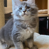 Maine Coon cuccioli