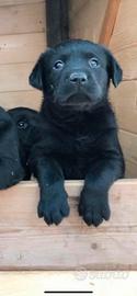 Cuccioli Labrador nero