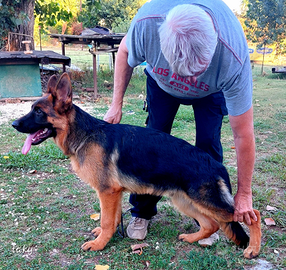 Pastore tedesco vendita