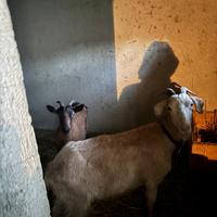 Capretta camosciata delle alpi 6/7 mesi