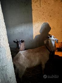 Capretta camosciata delle alpi 6/7 mesi