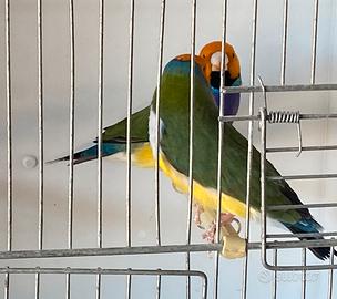 Diamanti di Gould 2025