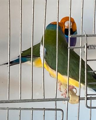 Diamanti di Gould 2025