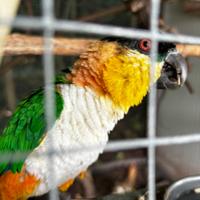 Caicco testa nera femmina