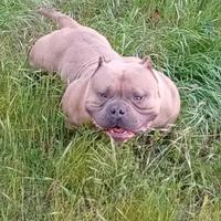American Bully pocket