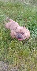 American Bully pocket