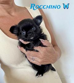 Chihuahua pelo lungo