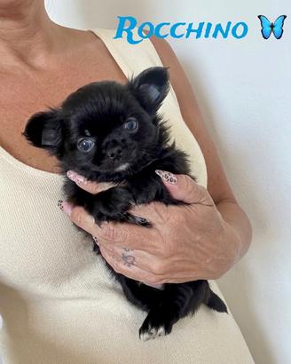 Chihuahua pelo lungo