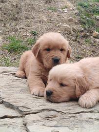 Cuccioli di Golden Retriever americani