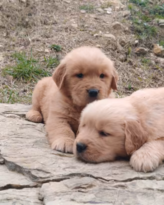 Cuccioli di Golden Retriever americani