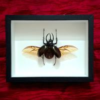 quadro insetto coleottero