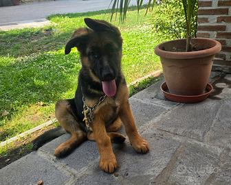 Cucciola di pastore tedesco con pedigree