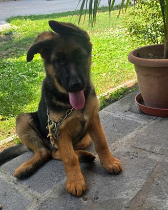 Cucciola di pastore tedesco con pedigree
