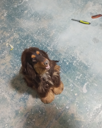 Cocker rara
