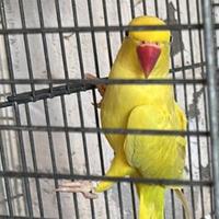 Pullo parrocchetti dal collare
