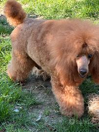 Babroncino x monta riproduttore selezionato