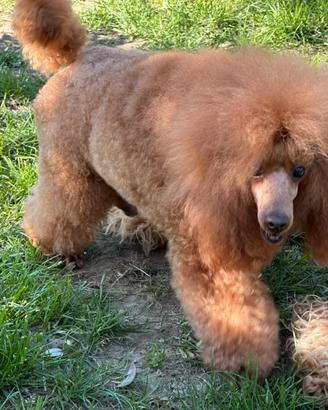 Babroncino x monta riproduttore selezionato