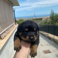 Cucciolo di rottweiler