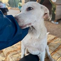 Due cuccioli meravigliosi in adozione