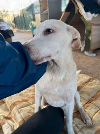 Due cuccioli meravigliosi in adozione