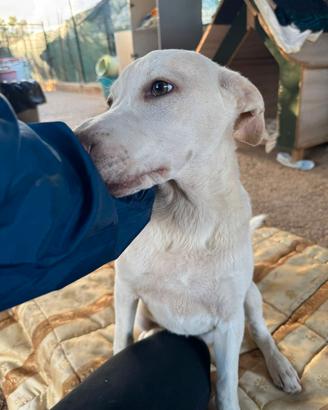 Due cuccioli meravigliosi in adozione