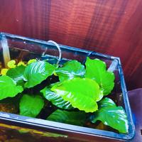 piante acquario Anubias