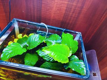 piante acquario Anubias