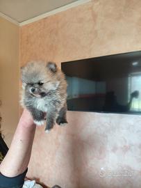 Cucciolo di pomerania