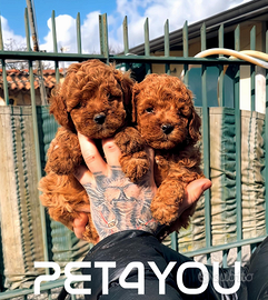 Cuccioli taglia molto piccola ANCHE 24 RATE