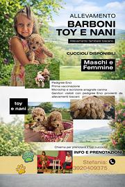 Vendita cuccioli barboni toy e nani con pedigree