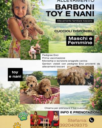Vendita cuccioli barboni toy e nani con pedigree