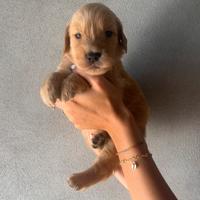 Cuccioli Golden Retriever 100% americani
