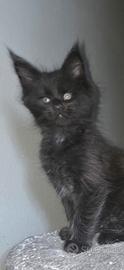 Maine coon
