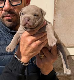 American pitbull terrier