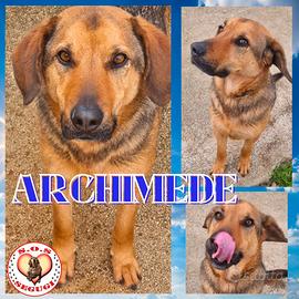 Archimede - cane leale e affettuoso