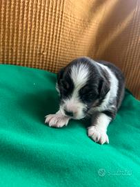 Pastore Australiano con pedigree