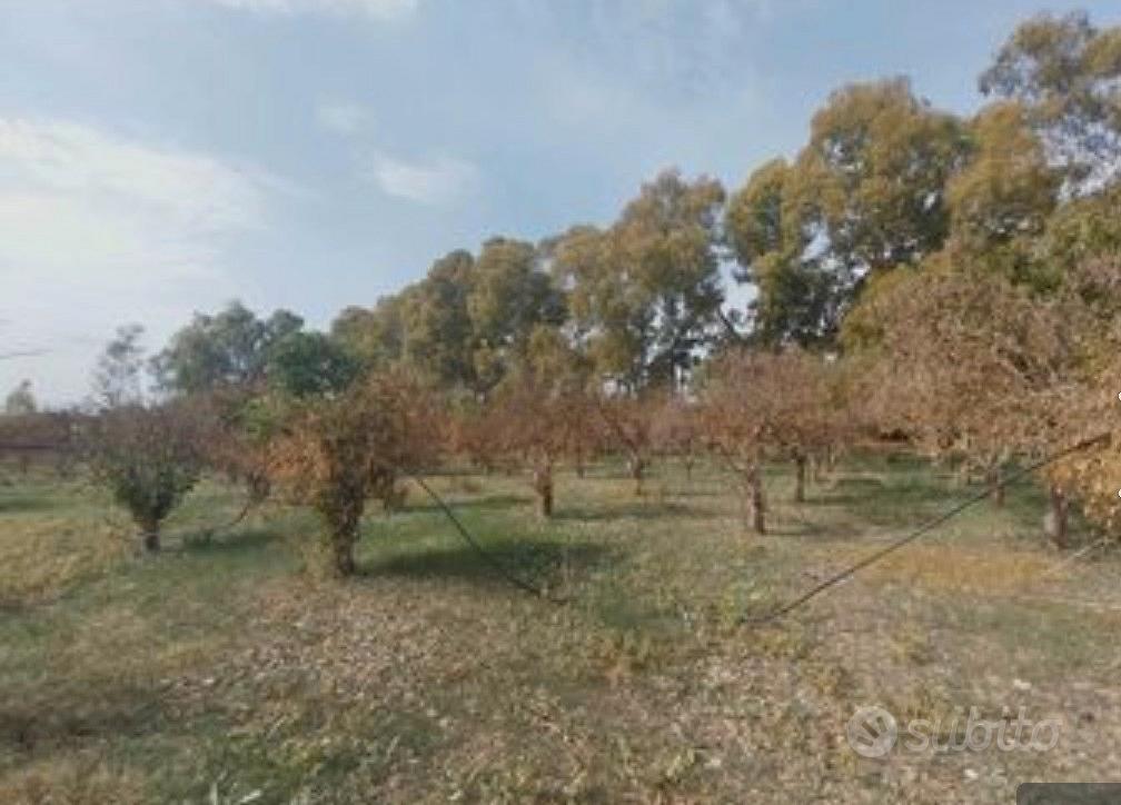 Agrumeto 4865 e 2 terreni 6410 Monastir - Vista 5