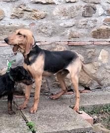 Segugio italiano da Lepre