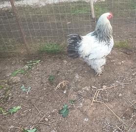 Gallo brama