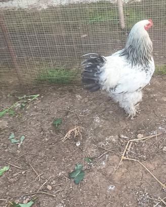 Gallo brama
